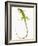 Green Iguana-Martin Harvey-Framed Photographic Print