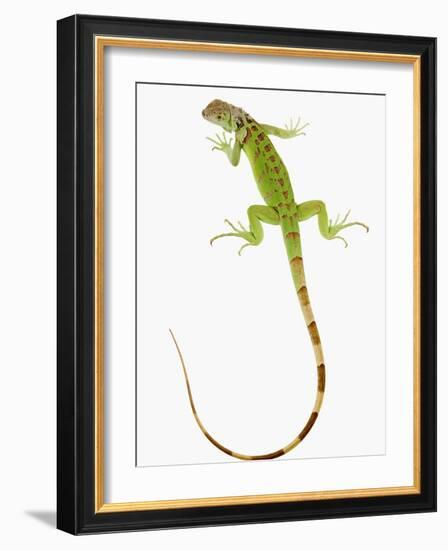 Green Iguana-Martin Harvey-Framed Photographic Print