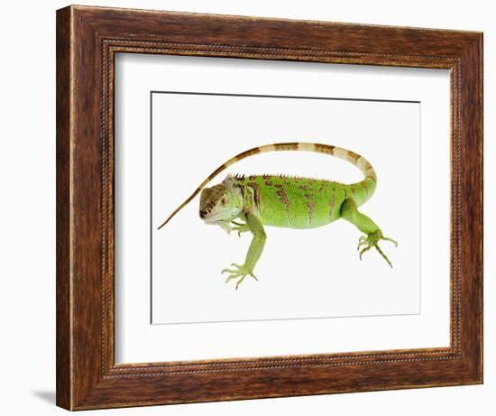 Green Iguana-Martin Harvey-Framed Photographic Print