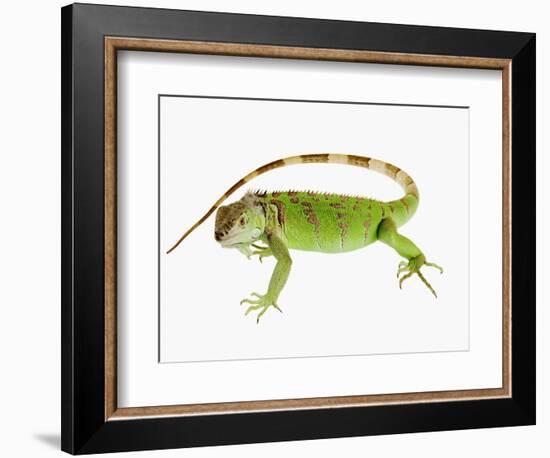 Green Iguana-Martin Harvey-Framed Photographic Print