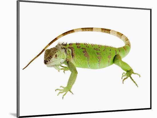 Green Iguana-Martin Harvey-Mounted Photographic Print