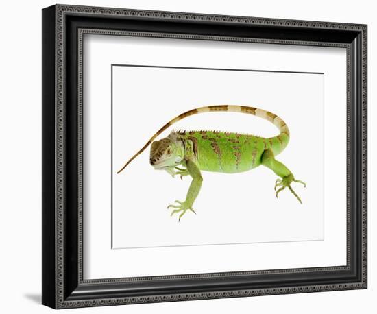 Green Iguana-Martin Harvey-Framed Photographic Print