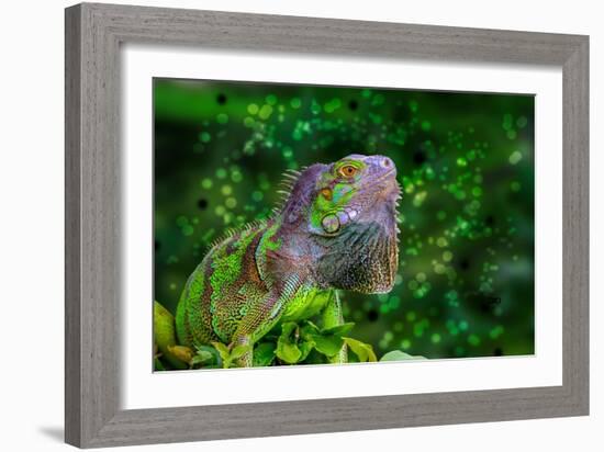 Green Iguana-Don Spears-Framed Premium Giclee Print