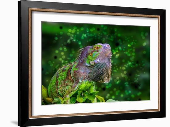 Green Iguana-Don Spears-Framed Premium Giclee Print