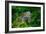 Green Iguana-Don Spears-Framed Premium Giclee Print