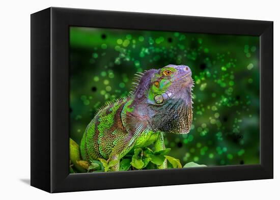 Green Iguana-Don Spears-Framed Stretched Canvas