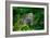 Green Iguana-Don Spears-Framed Art Print