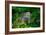 Green Iguana-Don Spears-Framed Art Print