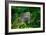 Green Iguana-Don Spears-Framed Art Print