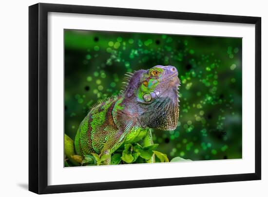 Green Iguana-Don Spears-Framed Art Print