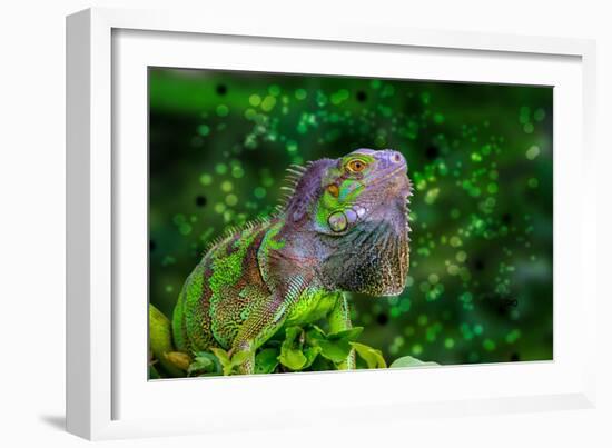 Green Iguana-Don Spears-Framed Art Print