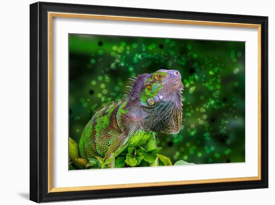 Green Iguana-Don Spears-Framed Art Print
