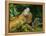 Green Iguanas (Iguana Iguana), Costa Rica-Andres Morya Hinojosa-Framed Premier Image Canvas