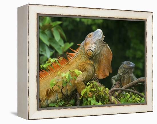 Green Iguanas (Iguana Iguana), Costa Rica-Andres Morya Hinojosa-Framed Premier Image Canvas