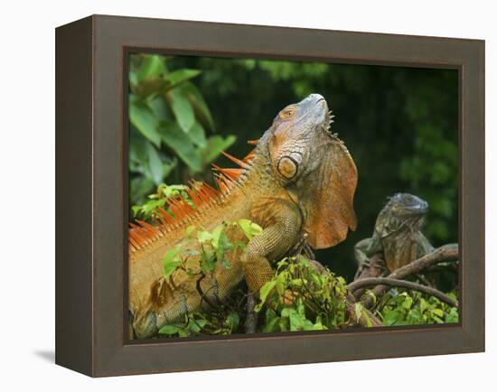 Green Iguanas (Iguana Iguana), Costa Rica-Andres Morya Hinojosa-Framed Premier Image Canvas