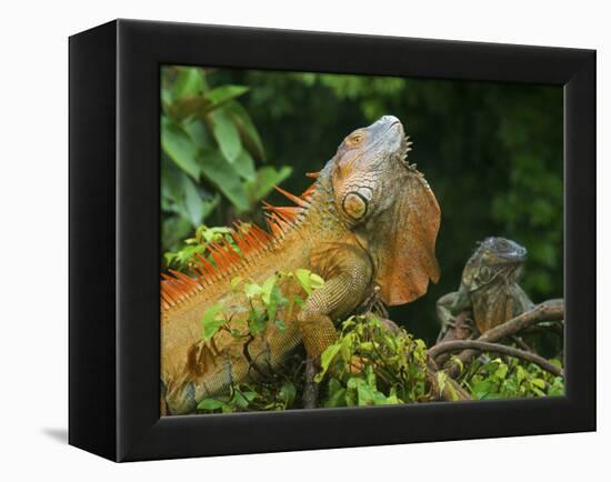 Green Iguanas (Iguana Iguana), Costa Rica-Andres Morya Hinojosa-Framed Premier Image Canvas