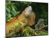 Green Iguanas (Iguana Iguana), Costa Rica-Andres Morya Hinojosa-Mounted Photographic Print