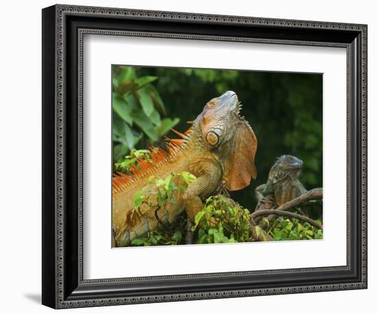 Green Iguanas (Iguana Iguana), Costa Rica-Andres Morya Hinojosa-Framed Photographic Print