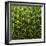 Green In A Square-Incredi-Framed Giclee Print