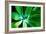 Green Intrigue-Bruce Nawrocke-Framed Photographic Print