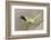 Green Jay (Cyanocorax yncas) adult calling-Larry Ditto-Framed Photographic Print