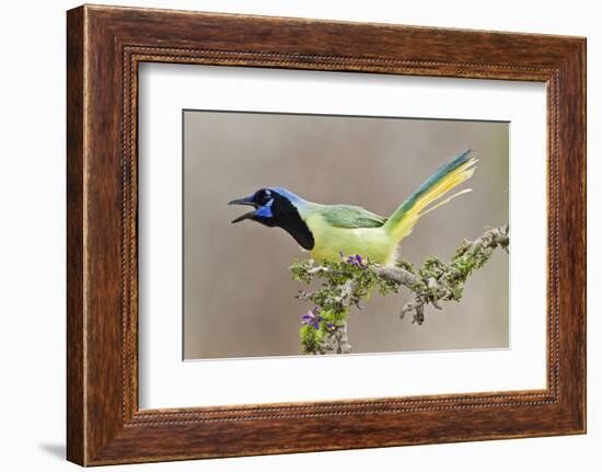 Green Jay (Cyanocorax yncas) adult calling-Larry Ditto-Framed Photographic Print