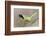 Green Jay (Cyanocorax yncas) adult calling-Larry Ditto-Framed Photographic Print