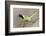 Green Jay (Cyanocorax yncas) adult calling-Larry Ditto-Framed Photographic Print