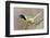 Green Jay (Cyanocorax yncas) adult calling-Larry Ditto-Framed Photographic Print