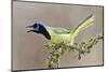 Green Jay (Cyanocorax yncas) adult calling-Larry Ditto-Mounted Photographic Print