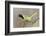 Green Jay (Cyanocorax yncas) adult calling-Larry Ditto-Framed Photographic Print