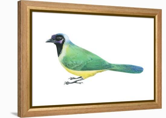 Green Jay (Cyanocorax Yncas), Birds-Encyclopaedia Britannica-Framed Stretched Canvas