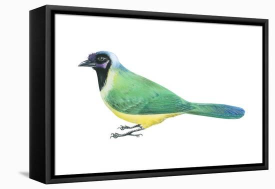 Green Jay (Cyanocorax Yncas), Birds-Encyclopaedia Britannica-Framed Stretched Canvas