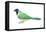 Green Jay (Cyanocorax Yncas), Birds-Encyclopaedia Britannica-Framed Stretched Canvas