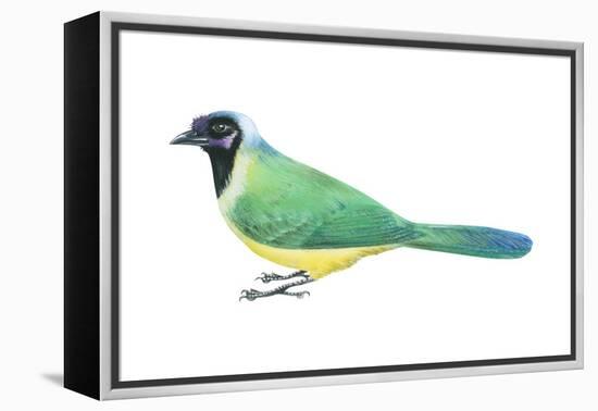 Green Jay (Cyanocorax Yncas), Birds-Encyclopaedia Britannica-Framed Stretched Canvas