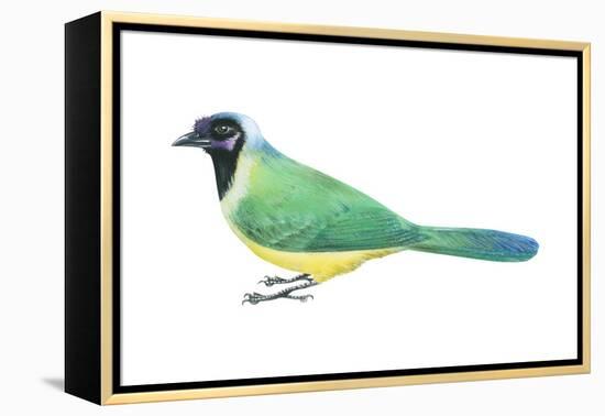 Green Jay (Cyanocorax Yncas), Birds-Encyclopaedia Britannica-Framed Stretched Canvas