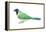 Green Jay (Cyanocorax Yncas), Birds-Encyclopaedia Britannica-Framed Stretched Canvas