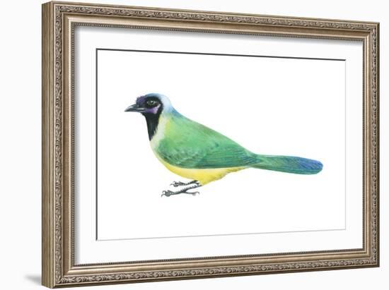 Green Jay (Cyanocorax Yncas), Birds-Encyclopaedia Britannica-Framed Art Print