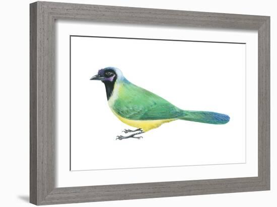 Green Jay (Cyanocorax Yncas), Birds-Encyclopaedia Britannica-Framed Art Print