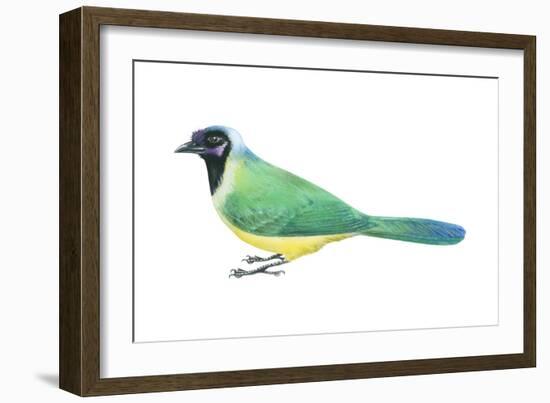 Green Jay (Cyanocorax Yncas), Birds-Encyclopaedia Britannica-Framed Art Print