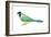 Green Jay (Cyanocorax Yncas), Birds-Encyclopaedia Britannica-Framed Art Print