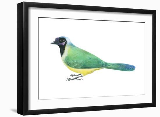 Green Jay (Cyanocorax Yncas), Birds-Encyclopaedia Britannica-Framed Art Print