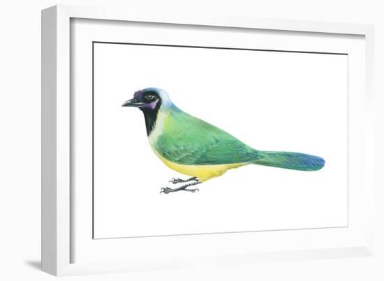 Green Jay (Cyanocorax Yncas), Birds-Encyclopaedia Britannica-Framed Art Print