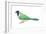 Green Jay (Cyanocorax Yncas), Birds-Encyclopaedia Britannica-Framed Art Print