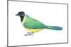 Green Jay (Cyanocorax Yncas), Birds-Encyclopaedia Britannica-Mounted Art Print