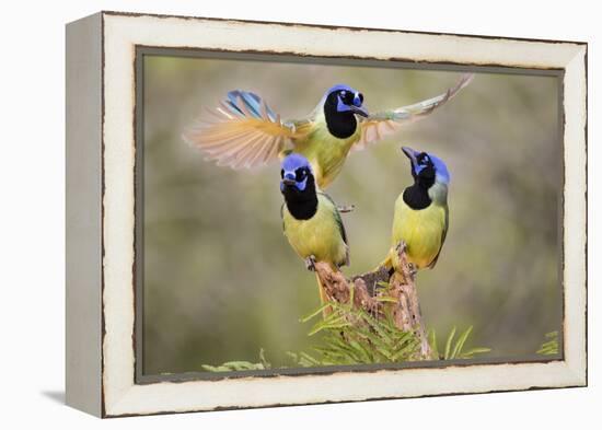 Green Jay, Cyanocorax Yncas, fighting for a perch-Larry Ditto-Framed Premier Image Canvas