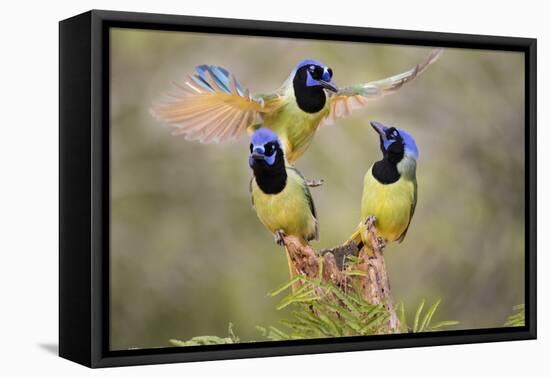 Green Jay, Cyanocorax Yncas, fighting for a perch-Larry Ditto-Framed Premier Image Canvas