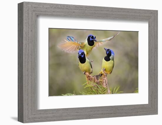 Green Jay, Cyanocorax Yncas, fighting for a perch-Larry Ditto-Framed Photographic Print