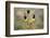 Green Jay, Cyanocorax Yncas, fighting for a perch-Larry Ditto-Framed Photographic Print