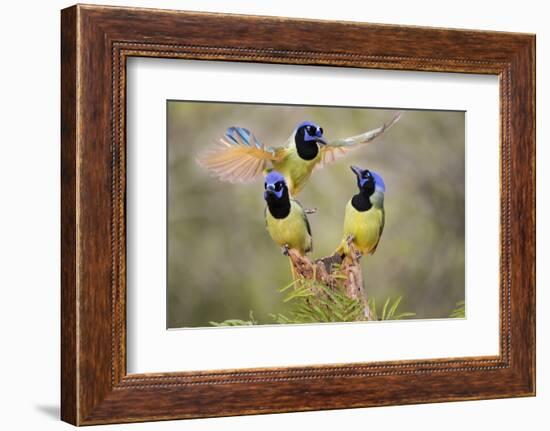 Green Jay, Cyanocorax Yncas, fighting for a perch-Larry Ditto-Framed Photographic Print